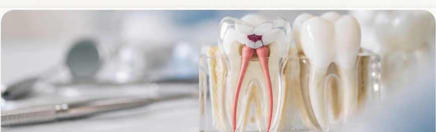 MS Dental